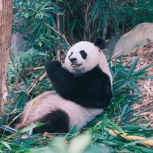 Chengdu Panda Research Base