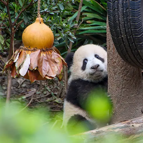 Joel's Chengdu Adventure: Pandas, Hotpot, and Cultural Wonders